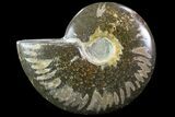 Polished, Agatized Ammonite (Cleoniceras) - Madagascar #75962-1